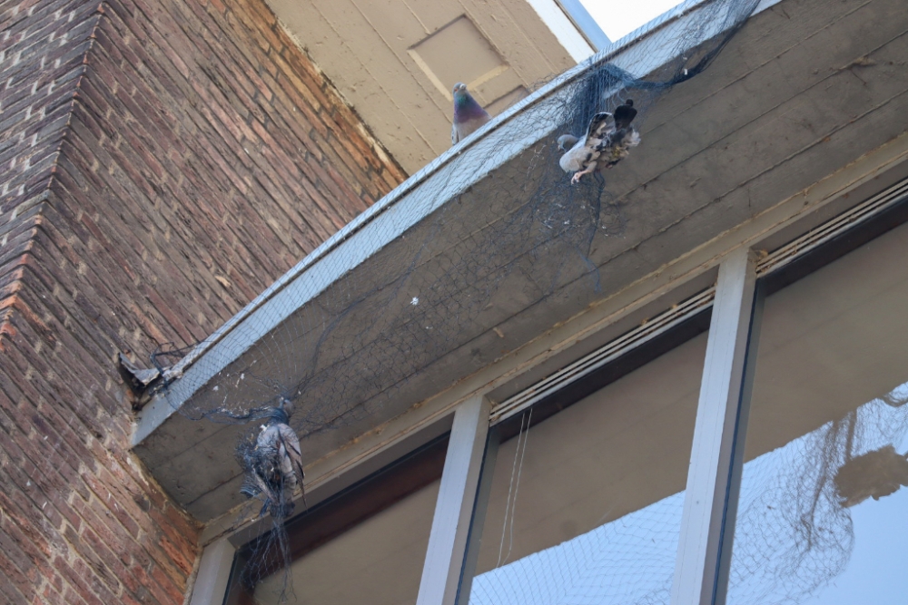 Twee duiven raken verstrikt in netje bij flatgebouw in Schiedam-Nieuwland