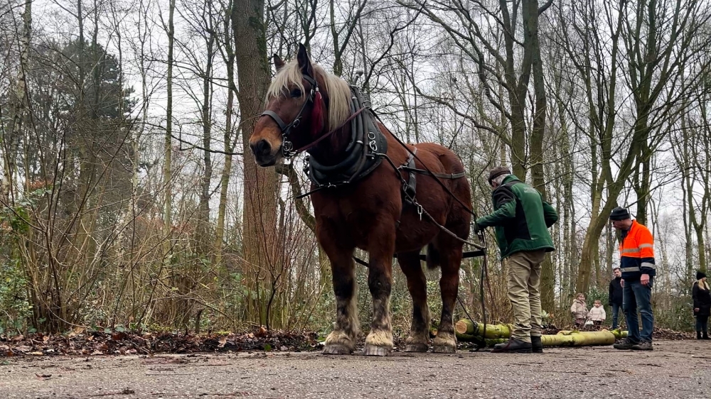 Grote machines ongeschikt: trekpaarden ruimen het bos netjes op