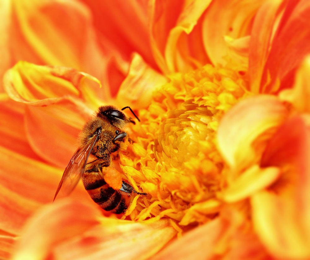 Schiedammer omgekomen door aanval 'Killer Bees'