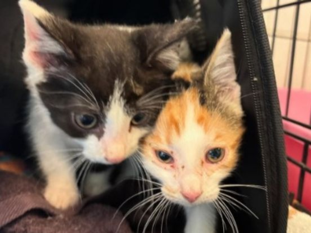 Meisje (10) krijgt doos met zieke kittens in handen gedrukt: 'Schandalige dumping'