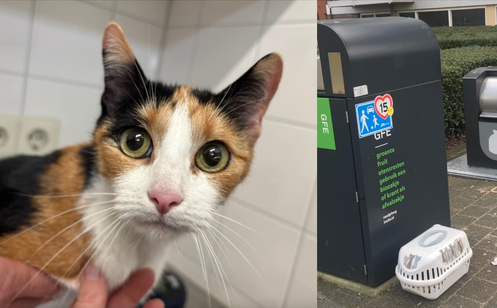 Poes gedumpt naast vuilcontainer in Vlaardingen