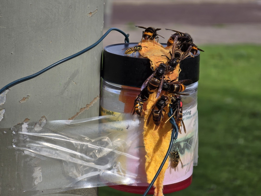 Vlaardingen blijft afwachtend, maar kritiek op aanpak Aziatische hoornaar zwelt aan