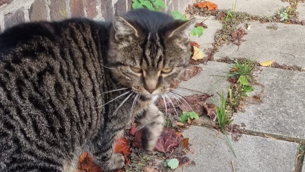 Kat Poessie uit Maastricht duikt na twee maanden op in Schiedam