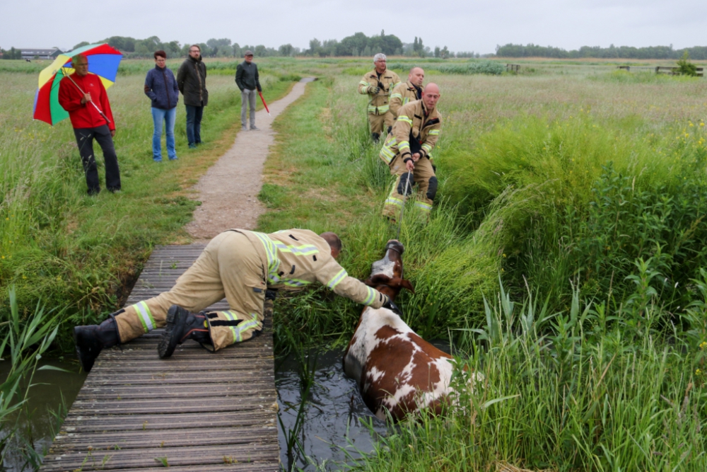 Drie koeien vast in sloot