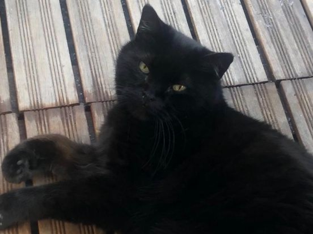 Kat Salem overlijdt na aanval met hond: 'Ik wist niet wat ik hoorde'