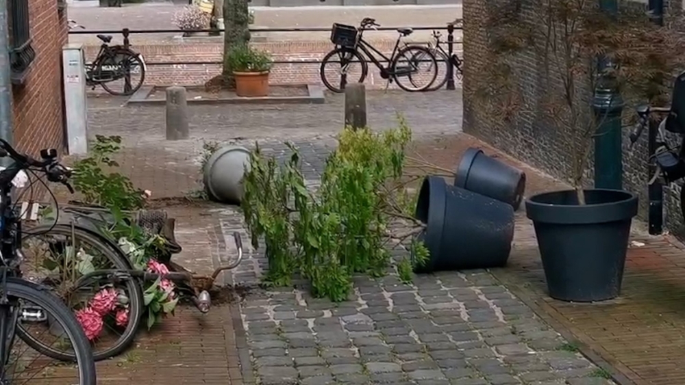 Vandalen vernielen geveltuintjes op de Schiedamse Hoogstraat: 'Het is klote'