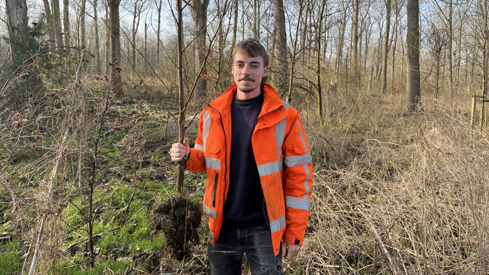 150 boompjes weg voor vlindertuin, krijgen tweede leven in Broekpolder
