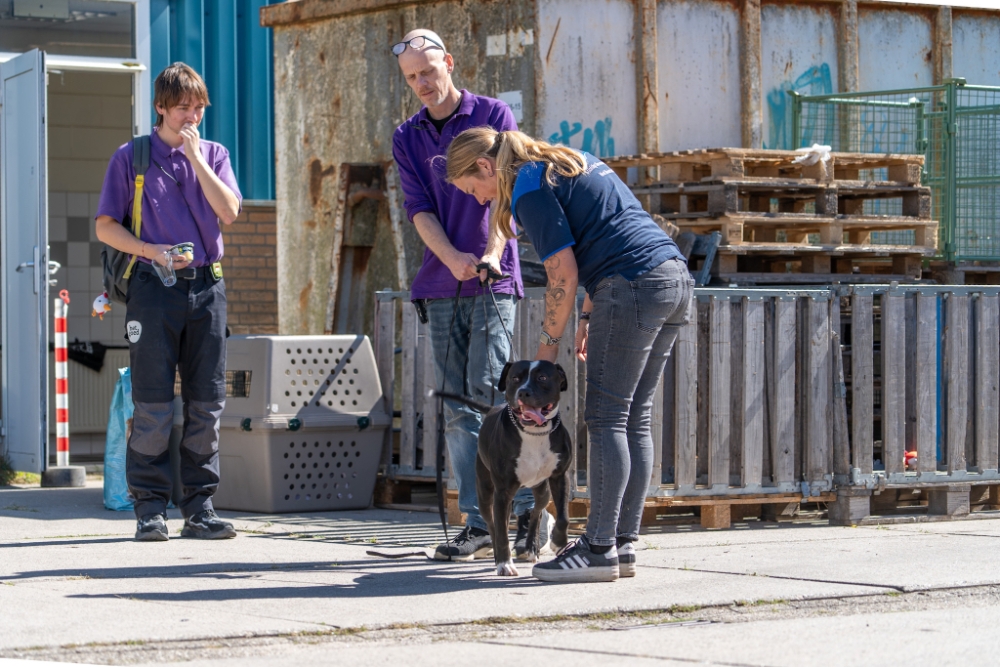 Hond gedumpt bij kringloopwinkel Het Goed: ‘Verbazingwekkend dat mensen dit doen’