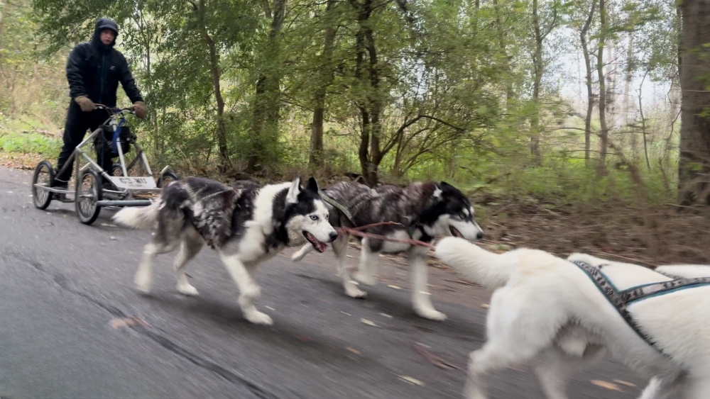 Van Alaska tot Vlaardingen: sledehonden rennen door de Broekpolder