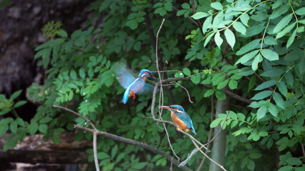 IJs(vogel)tijd in Schiedam