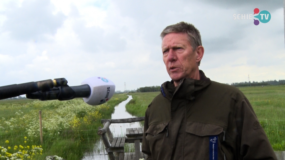 De hazen doen het goed in Midden Delfland, toch staan ze op de 'rode lijst'