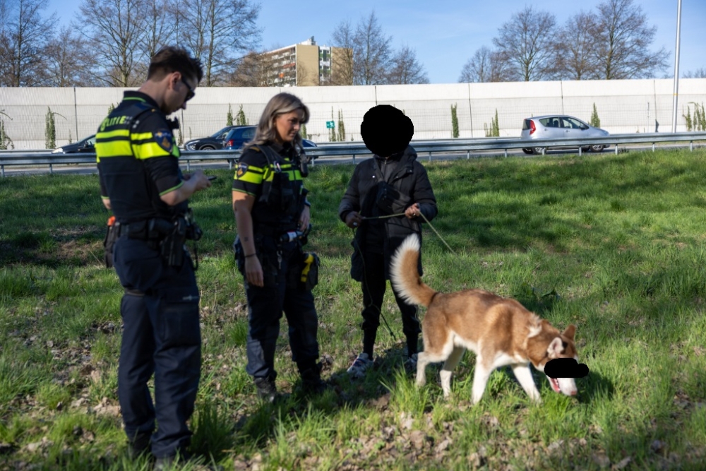 Hond bijt riem door en loopt oprit snelweg op