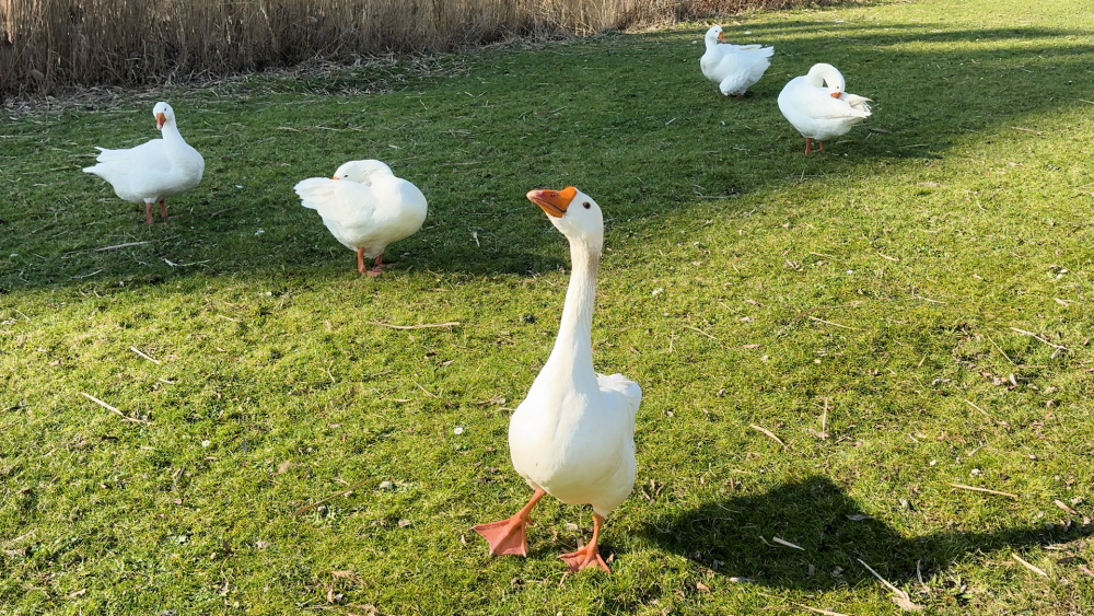Vlaardingse probleemganzen worden gevangen en verhuizen naar Drents paradijs