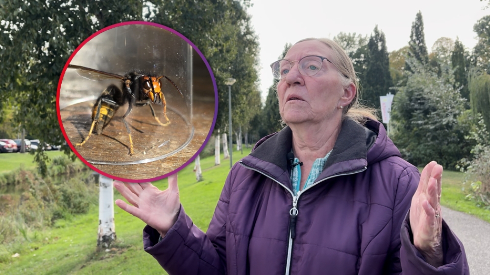 Stadsimkers staken jacht op Aziatische hoornaar: 'Willen er niet voor betalen'