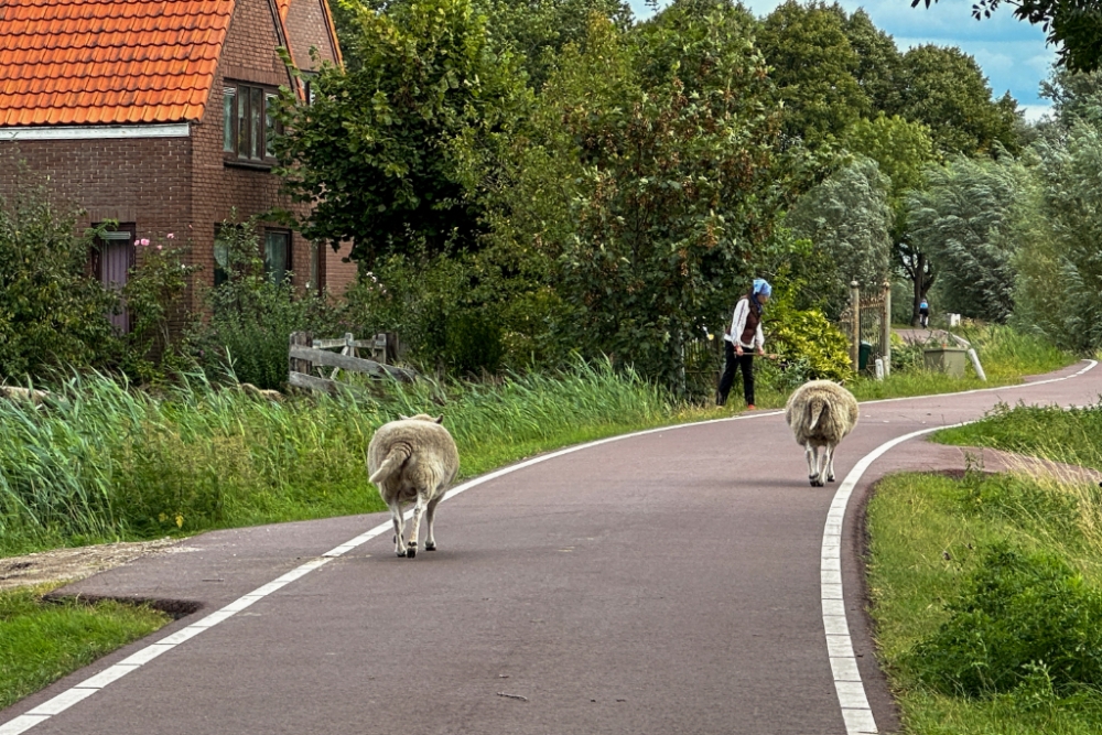 Schiedamse schapen kiezen voor vrijheid, op zoek naar groener gras