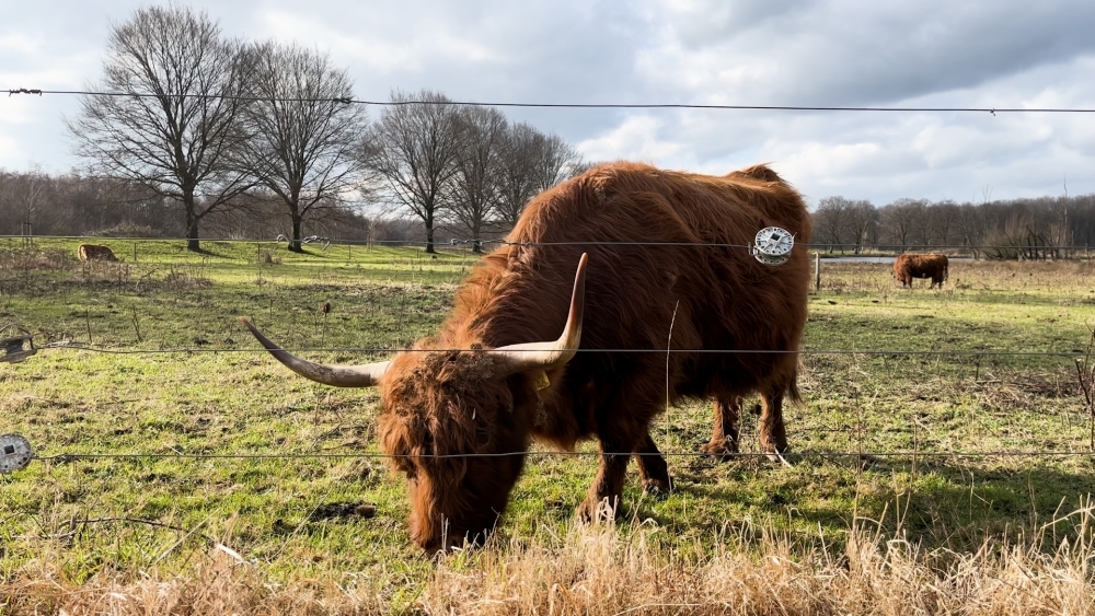 Twee Schotse hooglanders in Broekpolder doodgebeten door loslopende honden