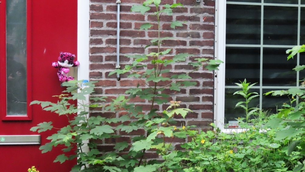 Pleegzorgorganisatie Vlaardingse pleegmeisje niet meer onder verscherpt toezicht