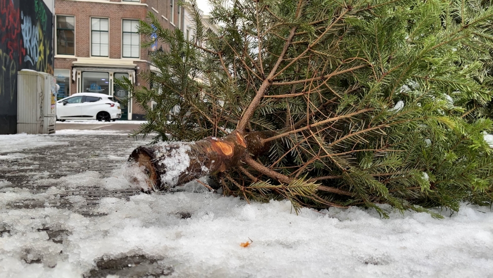 Bijna 3.000 kerstbomen ingeleverd in Vlaardingen, zo'n 1.500 euro voor kinderen