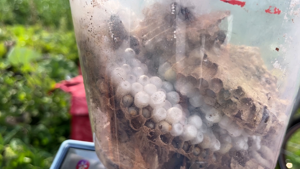 Jacht op 'pingpongballen' van de hoornaar geopend door gemeente en imkerverenigingen