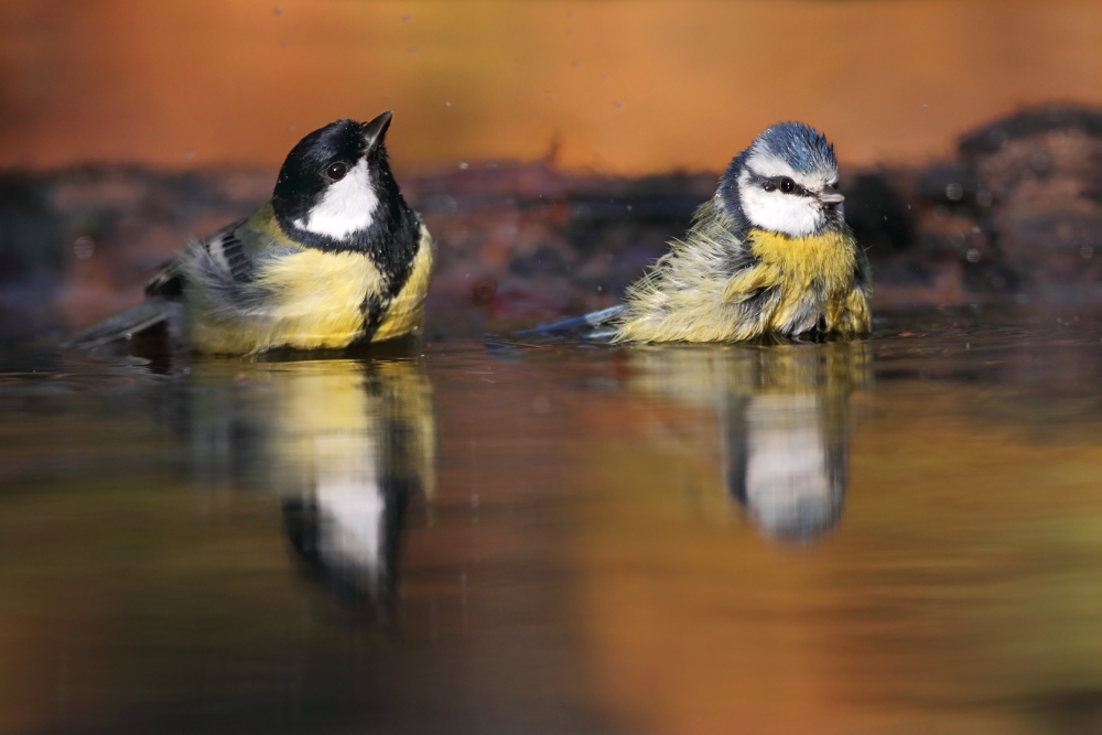 Koolmees stoot huismus van de troon: meer dan 6000 tuinvogels geteld dit weekend