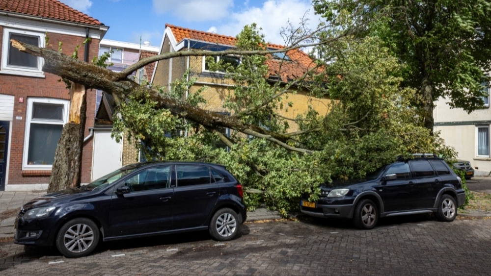 Omgevallen boom aan de Westfrankelandsestraat in Schiedam na een eerdere storm