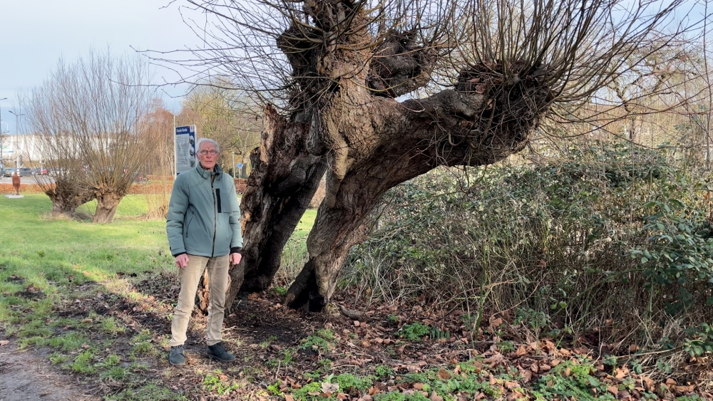 Zorgen om oudste boom van Vlaardingen: ‘Dit zijn de slechtste delen van de boom’