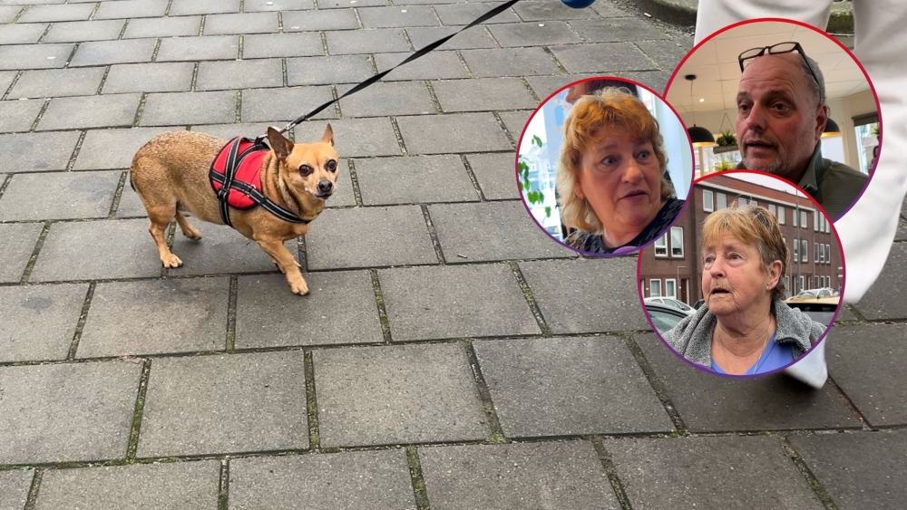 Olifantendrollen in Schiedam-West? Bewoners balen van hondenpoep-overlast