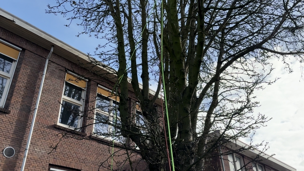 De kastanjeboom aan de Oostsingel op 12 maart
