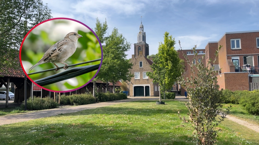 ‘Mussenmagneten’ moeten de Vlaardingse huismus een handje helpen