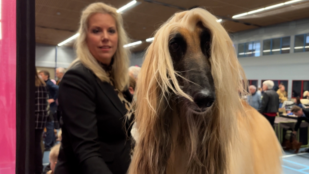 Opgedofte honden strijden in Schiedam om de landelijke titel: 'Hij is ook wel gewoon lekker hond'
